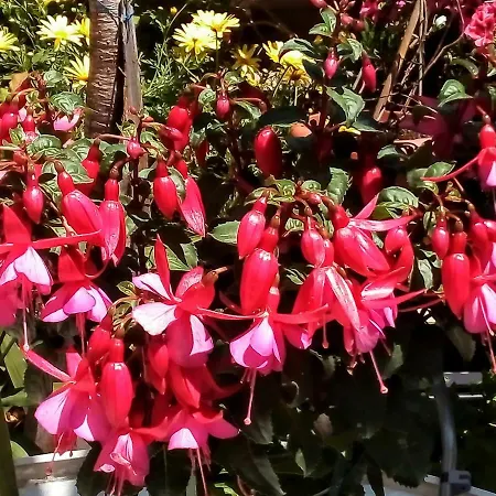 Willa Long Beach Garden *